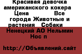 Красивая девочка американского кокера › Цена ­ 35 000 - Все города Животные и растения » Собаки   . Ненецкий АО,Нельмин Нос п.